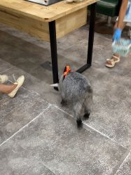-神奇动物撸宠馆·羊驼·小浣熊·异宠(豫园店)