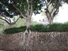 -银湖山郊野公园-相思林