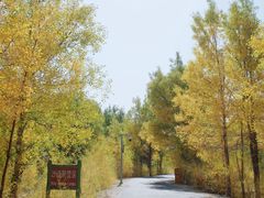 -金塔沙漠胡杨林景区