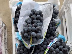 -马陆小张葡萄园农家乐