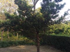 -新江湾城公园