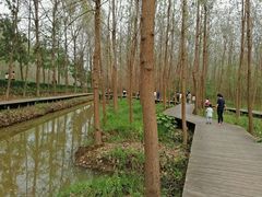 -合肥滨湖国家森林公园