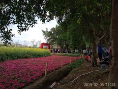 -光明小镇欢乐田园
