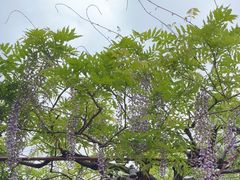 -嘉定紫藤园