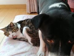 -北京恒爱动物医院(清景园分院)