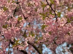 -上海辰山植物园