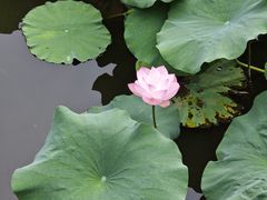 -龙头寺公园