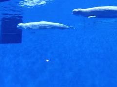 -芜湖新华联大白鲸海洋公园