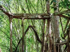 -中国科学院西双版纳热带植物园