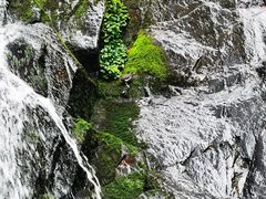 -凤凰山国家森林公园