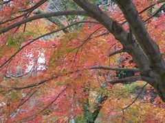 -醍醐寺