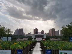 -莲花池公园