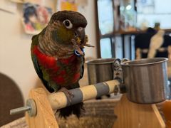 -吉丁鸟咖·异宠·寄养