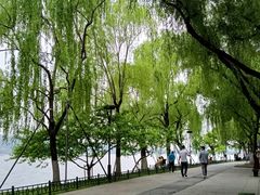 -柳浪闻莺公园