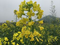 -红山村