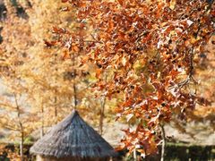 -塔川景区