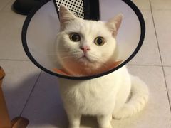 -荔康动物医院(康王北路店)