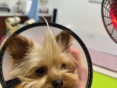 -美联众合动物医院·24h转诊中心