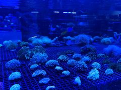 -金三角花鸟鱼综合市场-地面停车场