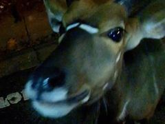 -清迈夜间动物园