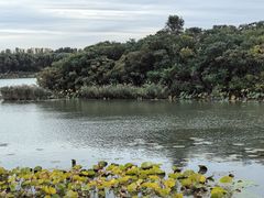 -丁香湖公园
