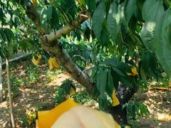 -老袁家蜜桃农场·阳山水蜜桃