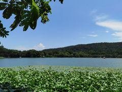 -西湖外事游船(花港观鱼码头)