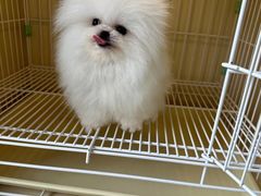 -宠爱多约克夏马尔济斯泰迪小型犬专卖