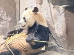 -栾川竹海野生动物园