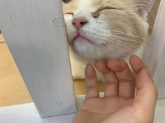 -李小姐の猫咖啡馆(五角场店)