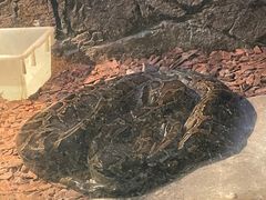 -深圳野生动物园