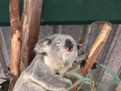 -费瑟代尔野生动物园