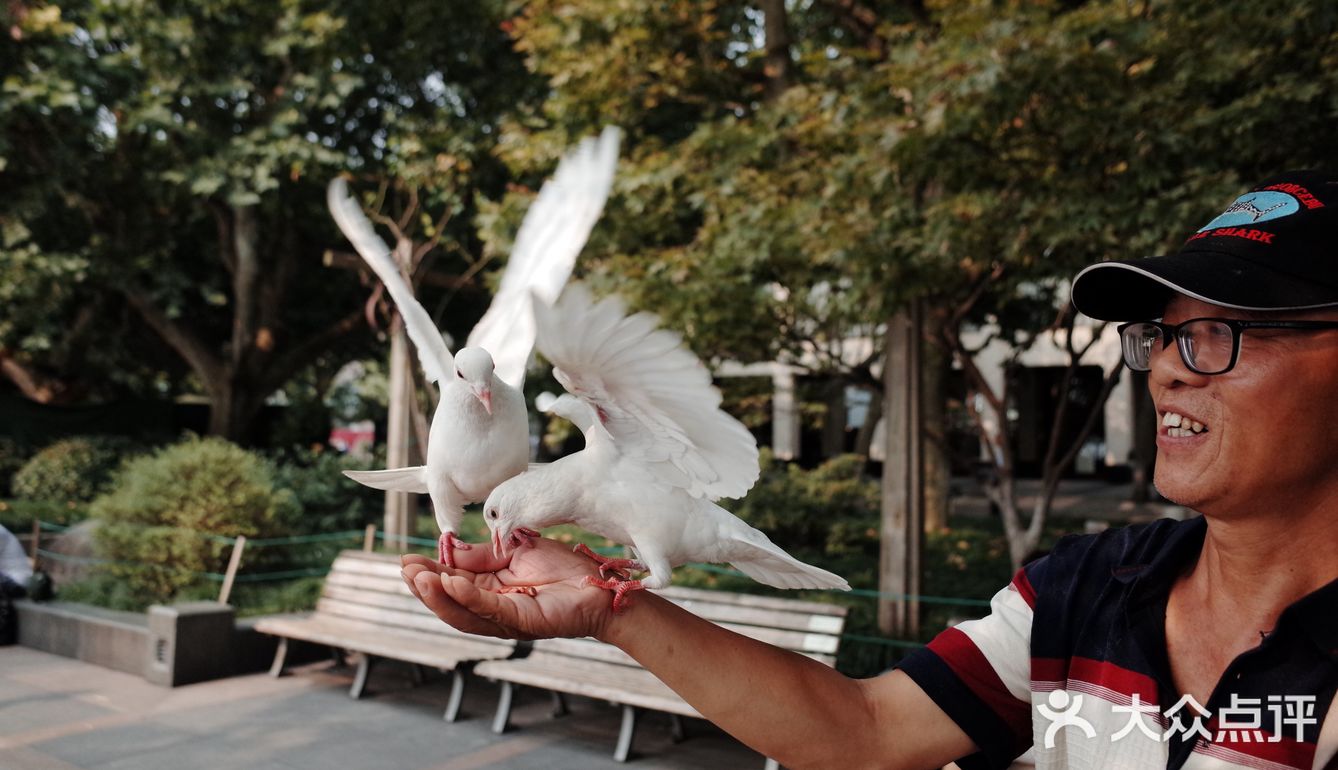 不可错过的西湖边动物打卡🕊