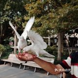 不可错过的西湖边动物打卡🕊