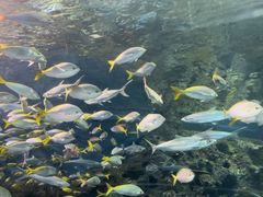 -上海海洋水族馆