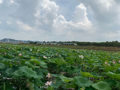 -光明小镇欢乐田园
