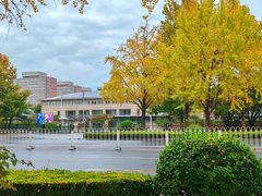 -三里屯东五街银杏大道