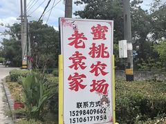 -老袁家蜜桃农场·阳山水蜜桃
