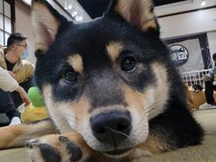 -逗柴咖啡屋·狗咖猫咖宠物桌游