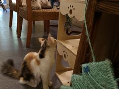 -猫色咖啡·猫咖