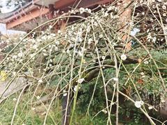 -南山植物园