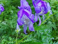 -五营红松林海景区