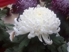 -祥源·阜阳生态乐园