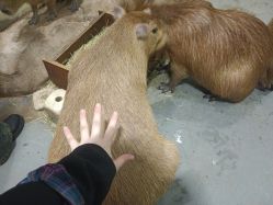 -Zoolung Zoolung动物主题公园(海信广场店)