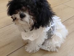 -天宠宠物医院24小时·急重症诊疗中心·全科·腔镜特色(和平分院)