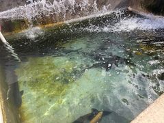-向外鱼乐·土菜·虹鳟鱼
