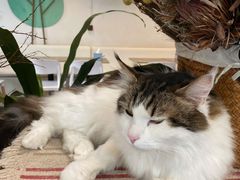 -VOYAGE COFFEE(北锣鼓巷店)