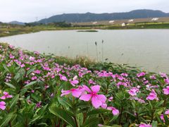 -光明小镇欢乐田园