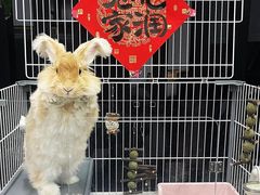 -立德异宠动物医院.兔鸟爬.内窥镜(天河店)