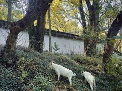 -上海佘山国家森林公园天马山园